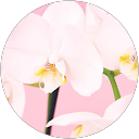 Momoko Nishiwaki profile picture